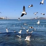 Avatar de Tomás Ledezma